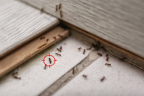 Best Spider Control Near Me  in Sun Prairie, WI